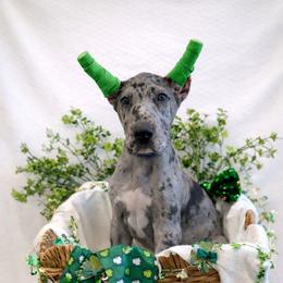 Ziggy - Merle male Great Dane puppy in Brooksville, Florida from Follow My Lead Great Danes
