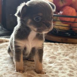 Mabel - Blue and white female Chihuahua puppy in Beckemeyer, Illinois from Guardian’s of the Chihuahuas
