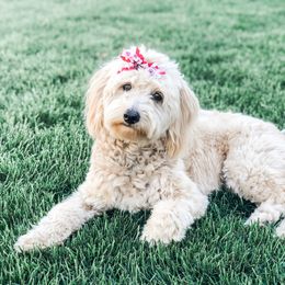 Goldendoodle Puppies from High Country Mini Goldendoodles