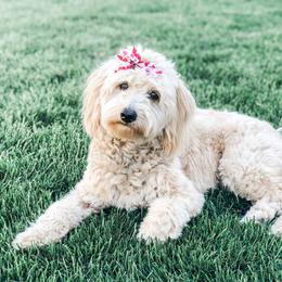 Goldendoodle Puppies from High Country Mini Goldendoodles