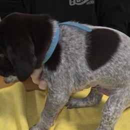German Shorthaired Pointers from Michael Stump