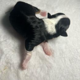 Oreo - Black and white male Havanese puppy in Hampton, Virginia from Nevin Keeney