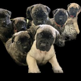 Mastiff Puppies from Eagle Pond Mastiffs