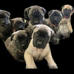 Mastiff Puppies from Eagle Pond Mastiffs
