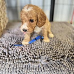 Royal blue collar - Apricot male Goldendoodle puppy in Valdosta, Georgia from Fifth Day Farm