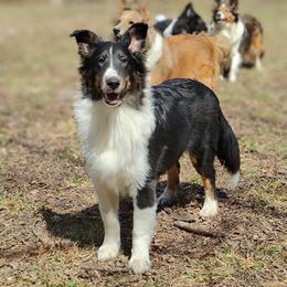Jack - Black white and tan male Shetland Sheepdog puppy in Albany, New York from K&A Little Wonder's