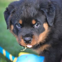 Labrador Retriever and Rottweiler Puppies from Merakxel