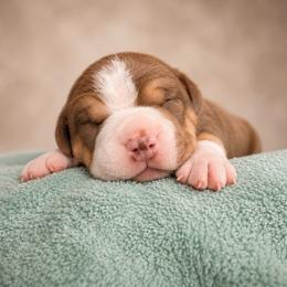 Ygritte - Chocolate tri-color female American Bully puppy in Nashville, Tennessee from SimplyBullies