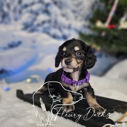 OS1-6 - Black and cream female Dachshund puppy in Martin City, Montana from FleuryDachs