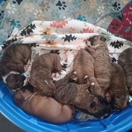 Boxer puppies from Like The Wind Boxers