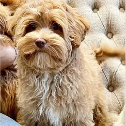 Blondie - Australian Labradoodle
