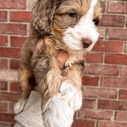 Whittier - Chocolate merle male Bernedoodle puppy in Ammon, Idaho from Little Stone Bernedoodles