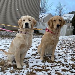 Golden Retriever All Grown Up from Sipek’s Golden Retrievers of the Springs