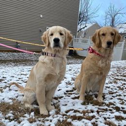 Golden Retriever All Grown Up from Sipek’s Golden Retrievers of the Springs