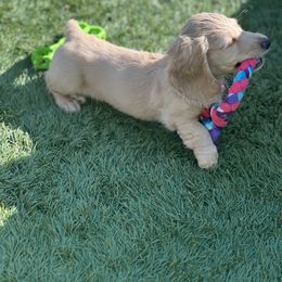 Dachshund Puppies from Delta Dachshunds