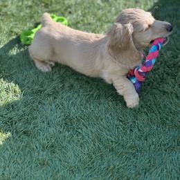 Dachshund Puppies from Delta Dachshunds