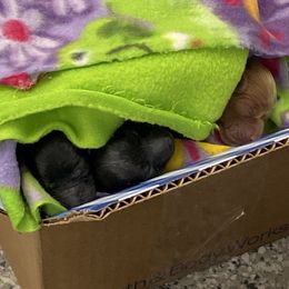 Cockapoo Puppies from Coco's Cocopuffs