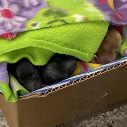 Cockapoo Puppies from Coco's Cocopuffs
