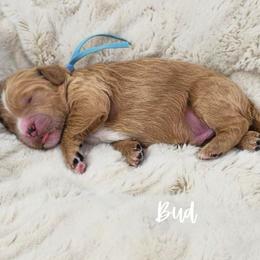 BUD - Apricot male Goldendoodle puppy in Sugar Land, Texas from Sugar Doodles