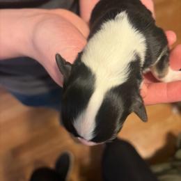 Girl 1 - Black and tan female Pembroke Welsh Corgi puppy in Chubbuck, Idaho from Sunny J Corgis and Mini Americans
