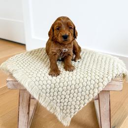 MIDNIGHT - Red  male Goldendoodle puppy in Bell Buckle, Tennessee from Precious Puptown Doodles