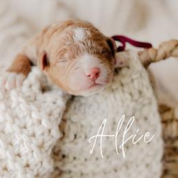 Alfie - Red  male Goldendoodle puppy in Patterson, California from Dooling Doodles