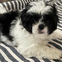 Lil Jimmy - Black and white male Shih Tzu puppy in Kingsley, Michigan from Joseph's Shih Tzus