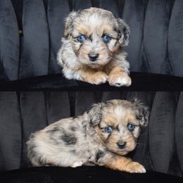 Aussiedoodle and Australian Shepherd Puppies from Legacy Farm
