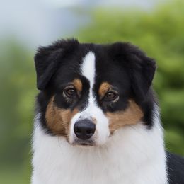 Priya - Australian Shepherd