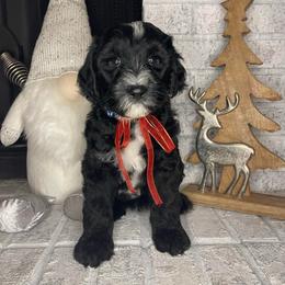 Dark Blue - Black and white male Sheepadoodle puppy in Archer, Florida from Gainesville Sheepadoodles