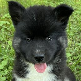 Harper - Black tan and white female Siberian Husky puppy in Union Grove, Alabama from Southern Siberian Life