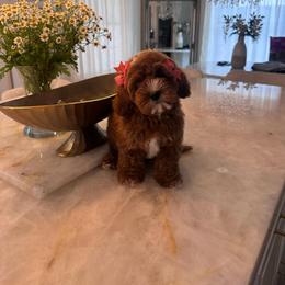 Rosie - Red female Cavapoo puppy in Sacramento County, California from Sac-Town Poodles and Doodles