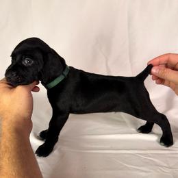 Sam - Black male German Shorthaired Pointer puppy in Edenton, North Carolina from Bockelman GSP’s