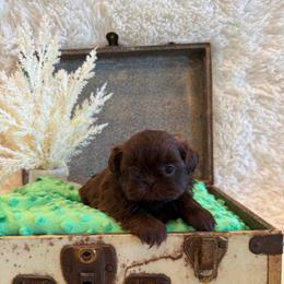 Magnolia - Chocolate female Shih Tzu puppy in Success, Missouri from Sweet Success