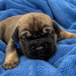 Dark Exceptional Solid Male 1 - Brown male Boerboel puppy in Mansfield, Texas from Dynasty Blue Ridge Boerboel