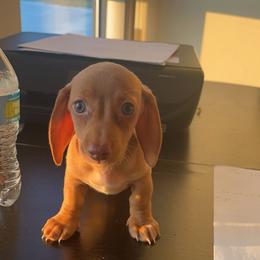 Dachshund Puppies from Jae’s Puppy House