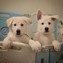 Purple girl - White female German Shepherd puppy in Bexar County, Texas from Scenic Creek German Shepherds and White Swiss Shepherds