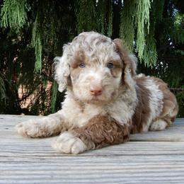 Odie - Merle male Labradoodle puppy in Millersburg, Ohio from My Pals