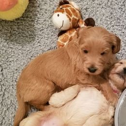 Australian Labradoodle Puppies from Deer Pines Labradoodles, LLC