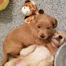 Australian Labradoodle Puppies from Deer Pines Labradoodles, LLC