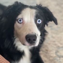 Maggie F 1 - Black & white Australian Shepherd puppy in Deer Park, Washington from Weber Mt Aussies