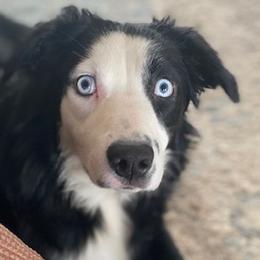 Maggie F 1 - Black & white Australian Shepherd puppy in Deer Park, Washington from Weber Mt Aussies
