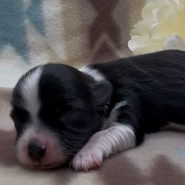 Rio - Black and white male Havanese puppy in Verden, Oklahoma from Holcombs Puppy Ranch