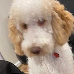 Justice - Poodle