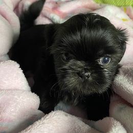 Girl 3 - Black female Shih Tzu puppy in Zeigler, Illinois from Dandy Little  Shih Tzu, Shih Poo's and Toy Poodles