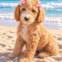 Allspice - Red  female Goldendoodle puppy in Daytona Beach, Florida from Beach Doodles