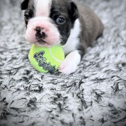 Cooper - Black and white male Boston Terrier puppy in Edgewater, Florida from Bluewater Bostons