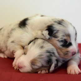 Australian Shepherd Puppies from Clay Ridge Australian Shepherds