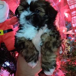 Shih Tzu Puppies from Starrynight Shih Tzu