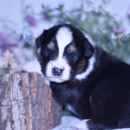 Laurent - Black tri-color female Australian Shepherd puppy in Easton, Missouri from MMA Kennel